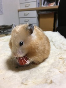 チャッピー（有賀さん2）